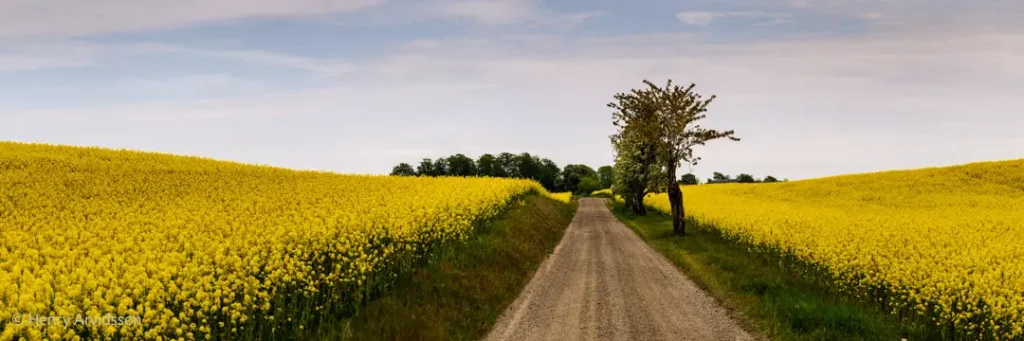 Raps längs landsväg (canvas) 3654-072 SE Kabusa-190x60cm