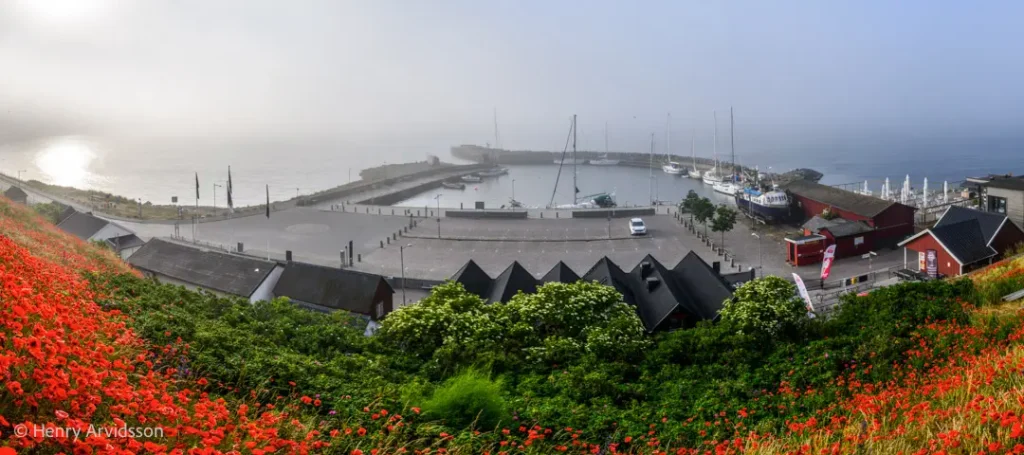 Vallmo i Kåseberga hamn 3659-798 SE Kåseberga 90x40cm