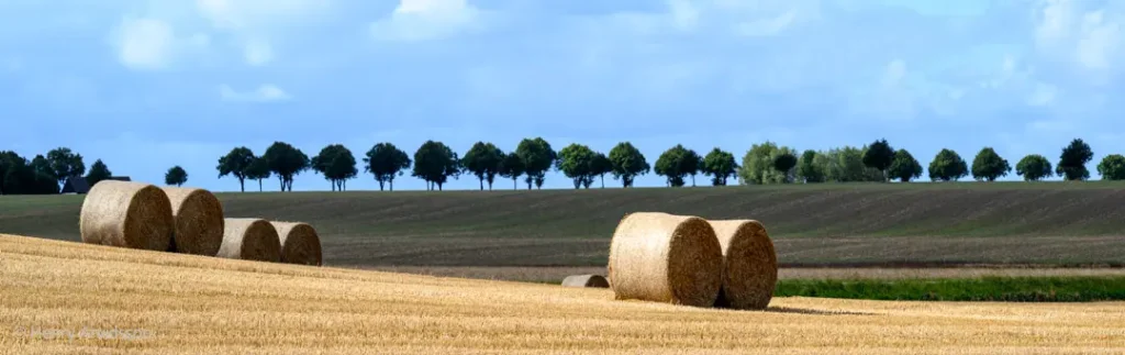 Hörullar (canvas) 3756-444 SE Hannas-190x60cm